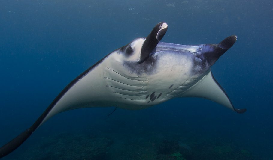 Manta ray diving in Bali